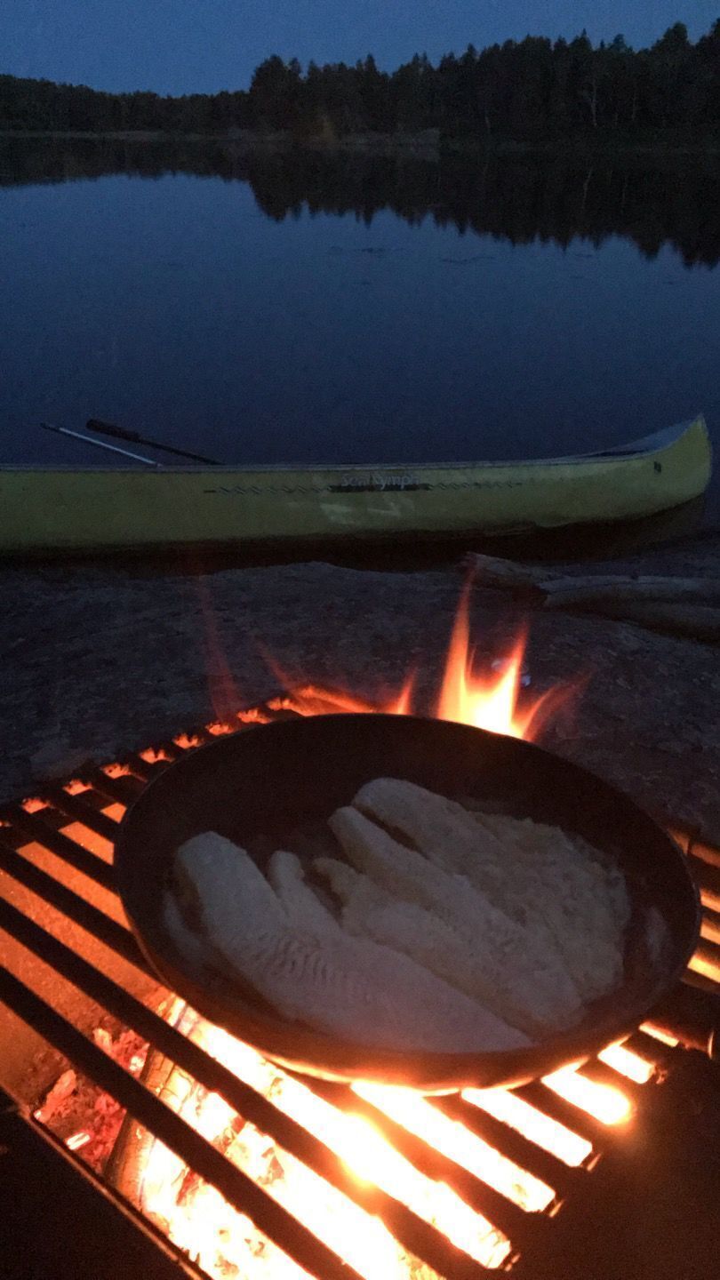 Walleye fry
